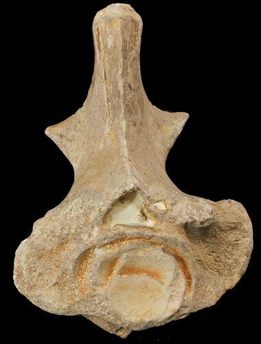 Mosasaur (Platecarpus) Dorsal Vertebrae - Kansas #48774